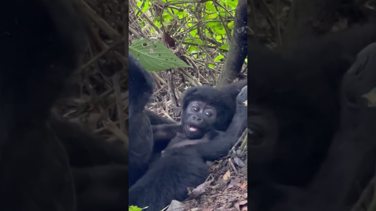 Gorilla trekking in Uganda